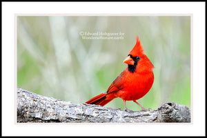 Cardinal on Branch 20" x 30"