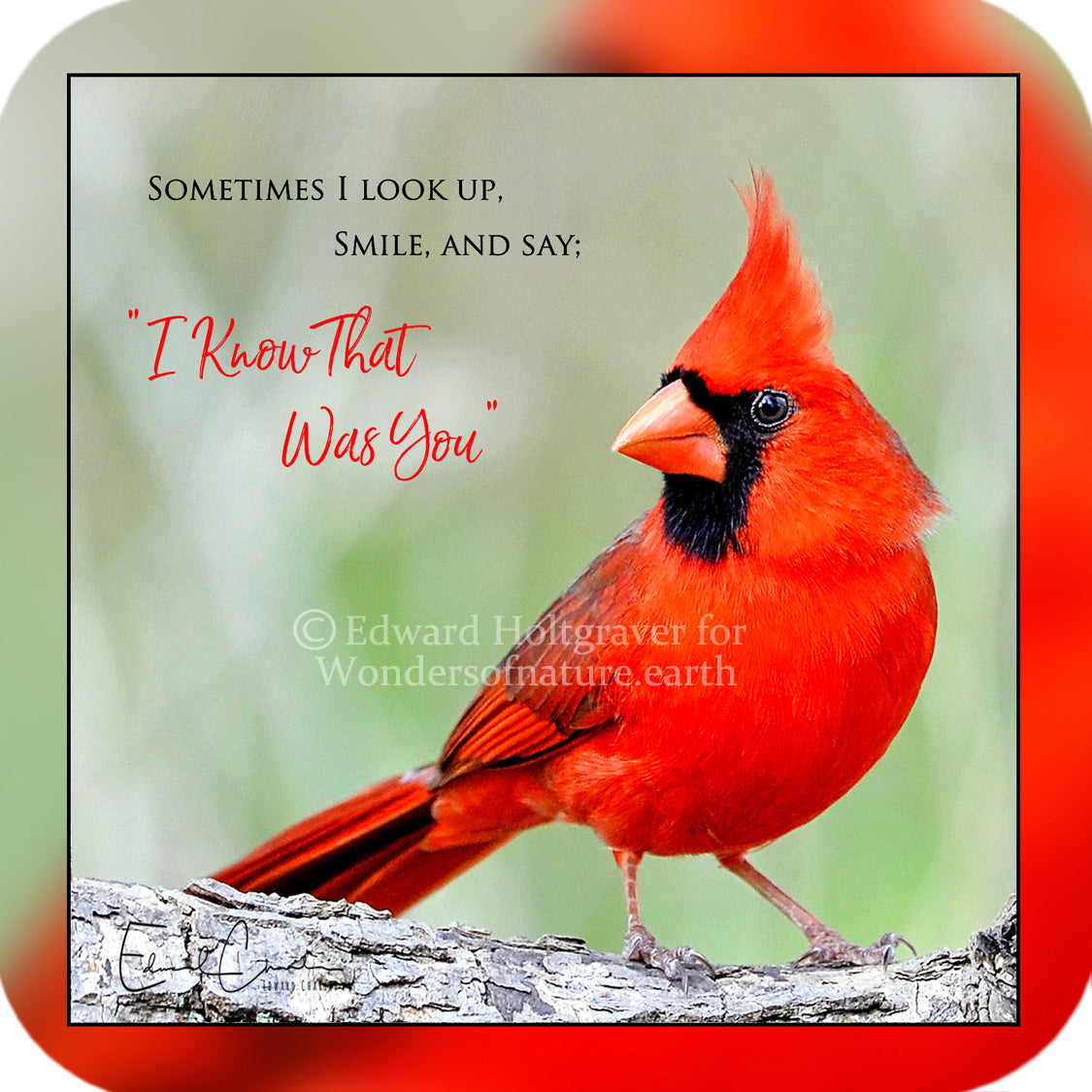 Cardinal Poem – Rustographer